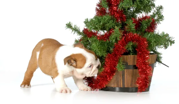 Cucciolo di Natale — Foto Stock