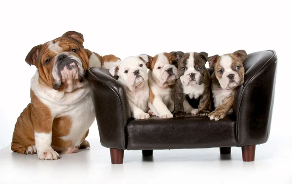 Hundfamilj — Stockfoto