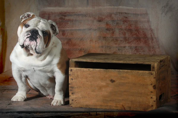 Englische Bulldogge — Stockfoto