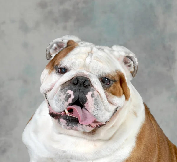 Engels bulldog portret — Stockfoto