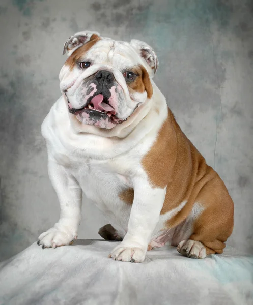 Bulldog inglês — Fotografia de Stock