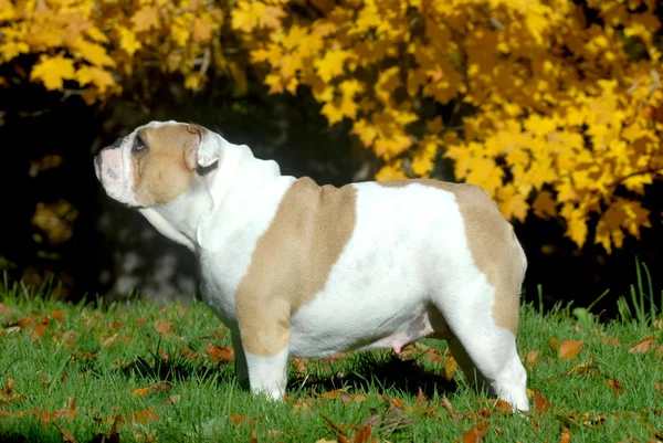 İngilizce Bulldog — Stok fotoğraf