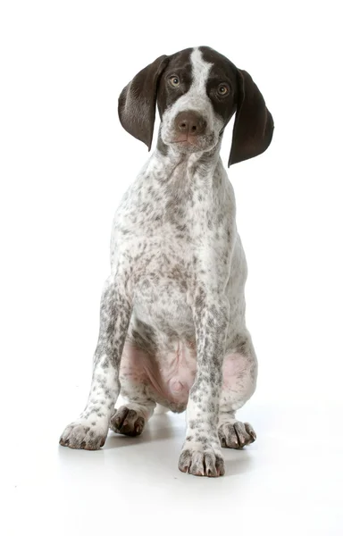 Немецкий узкоглазый щенок — стоковое фото