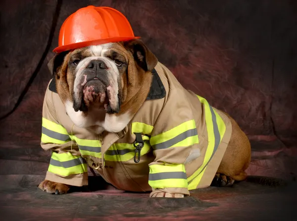 ᐈ Собака пожарник фотографии, картинки собака пожарный | скачать на  Depositphotos®