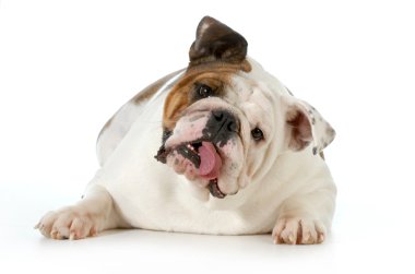 Şirin köpek.