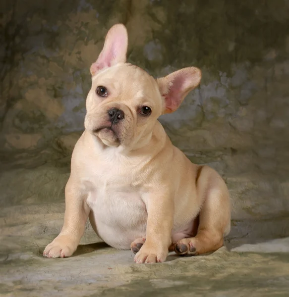 Schattig puppy — Stockfoto