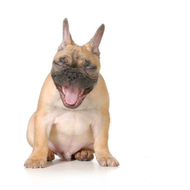 gülen köpek