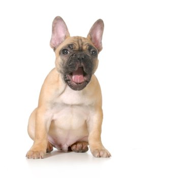 etkileyici köpek yavrusu