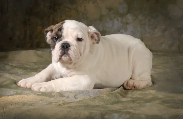 Schattig puppy — Stockfoto