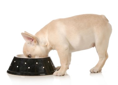 köpek yemek zamanı