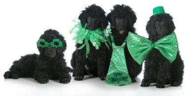 St patricks günü köpekler