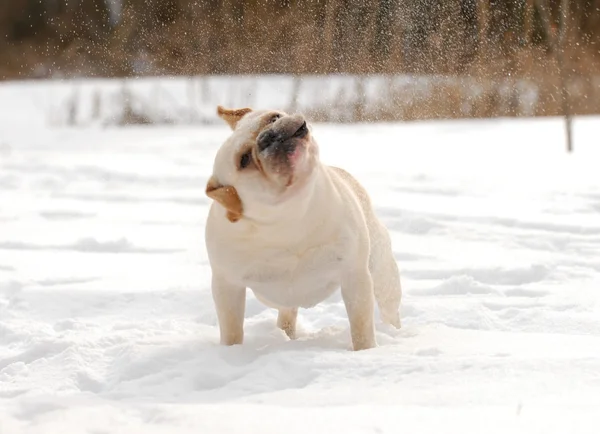 Dog shaking snow off — Stock Photo, Image