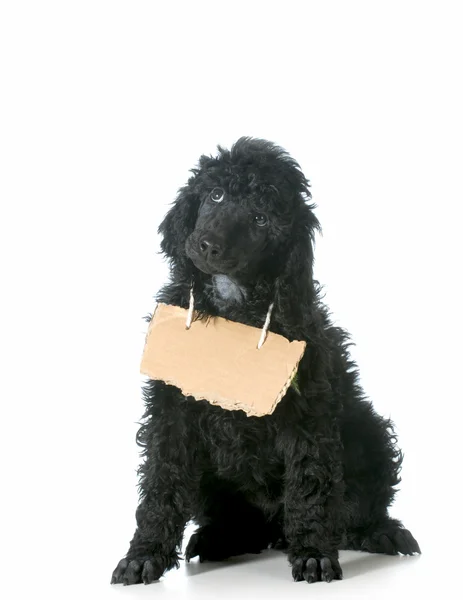 Hundekommunikation — Stockfoto
