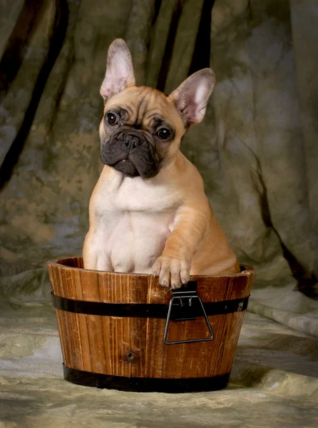 Schattig puppy — Stockfoto