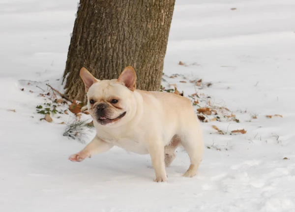 Dog playing in snow — Stock Photo, Image