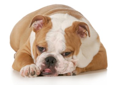 Şirin köpek.