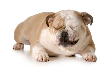 Bulldog aptal bir ifade ile