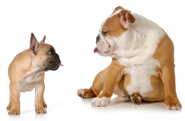 Dog fight — Stock Photo, Image