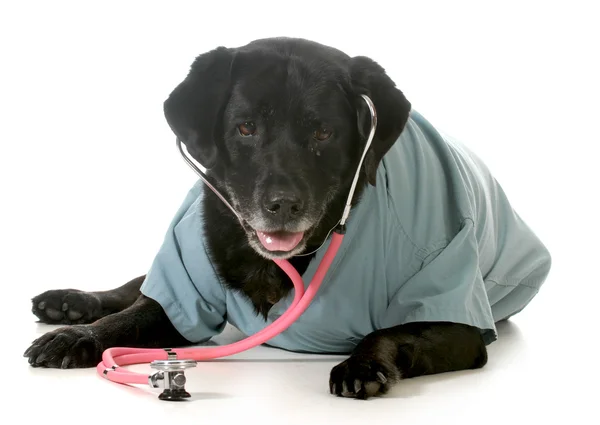 Senior pet care — Stock Photo, Image