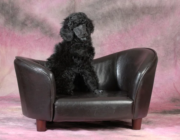 プードルの子犬 — ストック写真