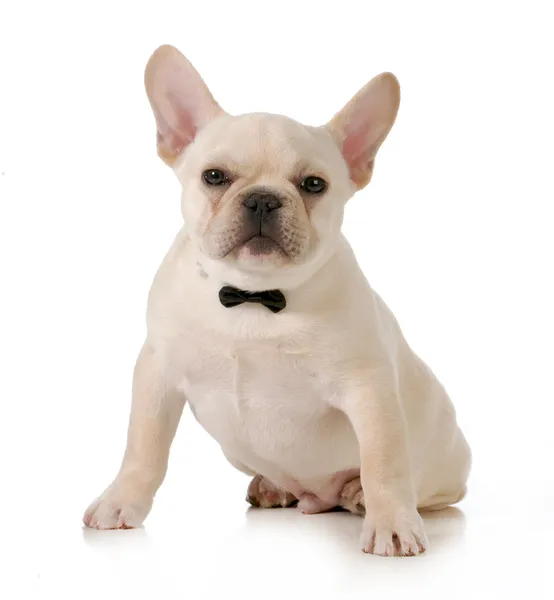 Bulldog francés masculino — Foto de Stock