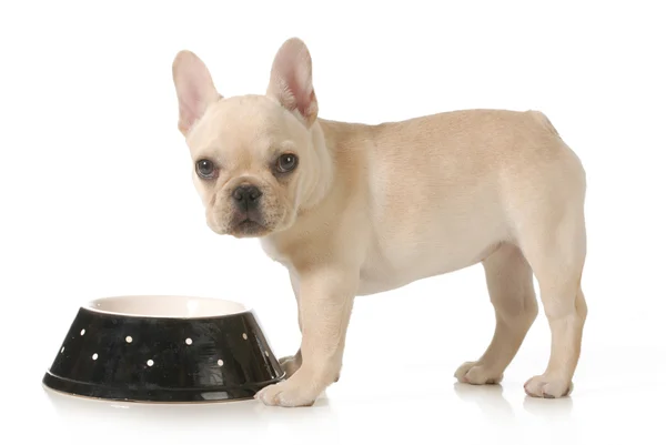 Hora do jantar do cão — Fotografia de Stock