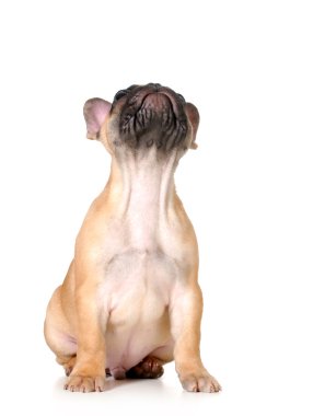 Köpek yukarı bakıyor.