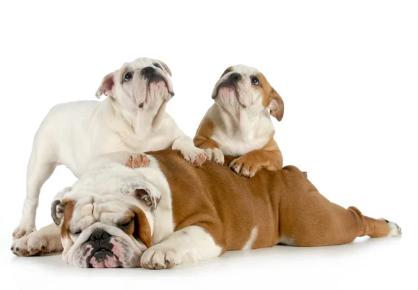 English bulldog family — Stock Photo, Image