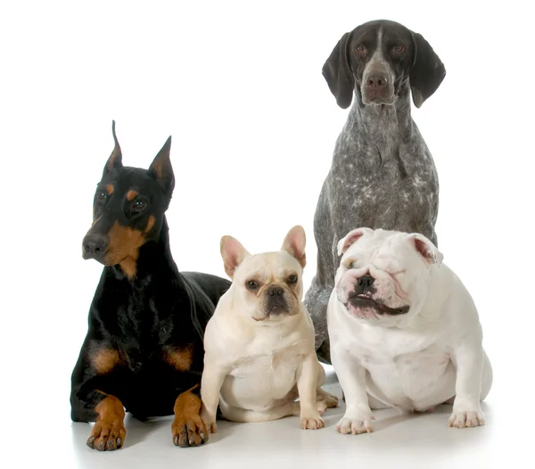 Four different breeds — Stock Photo, Image