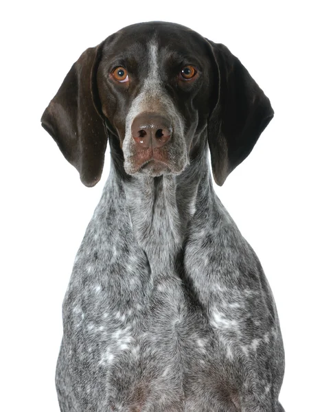 Retrato de ponteiro curto alemão — Fotografia de Stock