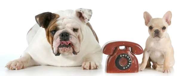 Dog communication — Stock Photo, Image