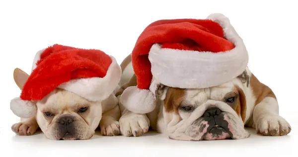 Christmas dogs Stock Picture