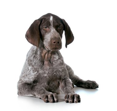 Alman shorthaired pointer yavru