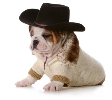 ülke köpek