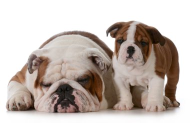Bulldog aile