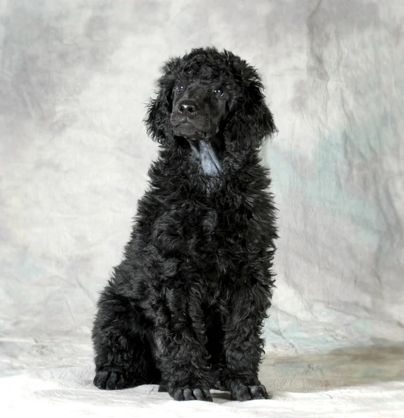 Standard poodle puppy — Stock Photo, Image