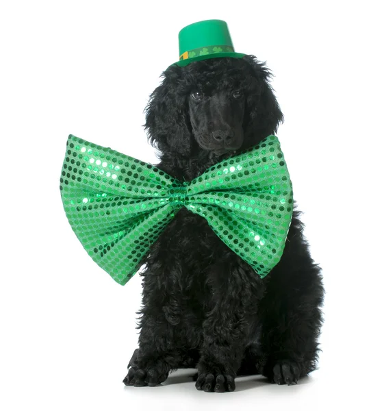 St patricks dag hond — Stockfoto