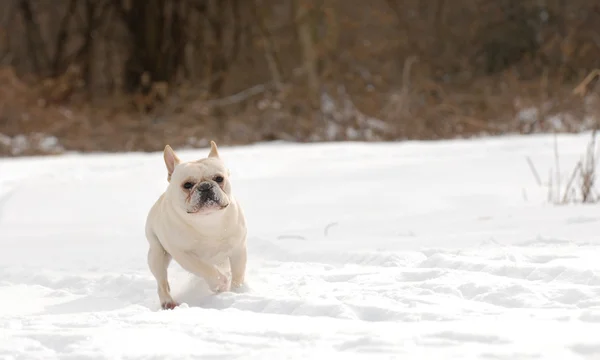 狗在雪地里玩耍 — 图库照片