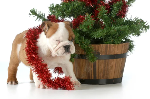 Christmas puppy — Stock Photo, Image