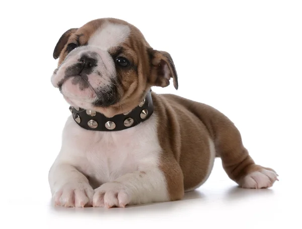 Bulldog cachorro —  Fotos de Stock