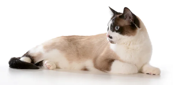 Тряпичная кошка — стоковое фото