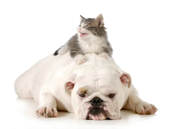 개와 고양이 — 스톡 사진