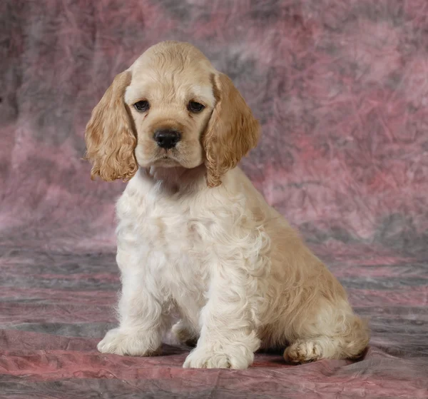 Lindo cachorro — Foto de Stock