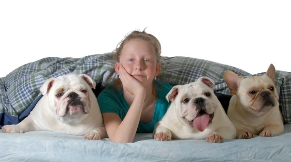 Psi v posteli — Stock fotografie
