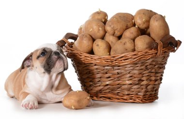 Köpekler için pişirme eve