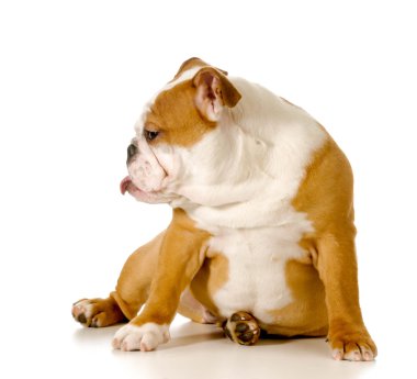 yaramaz köpek
