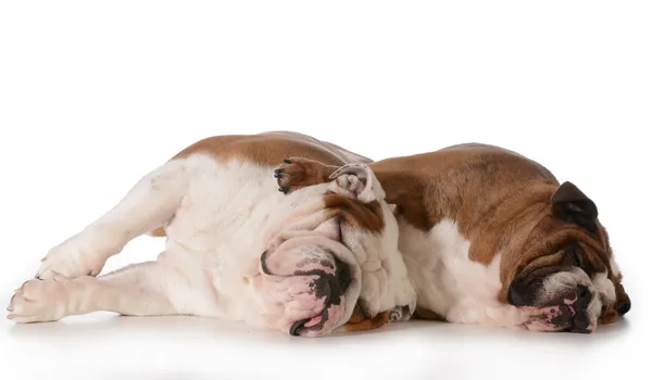 Dois cães spooning — Fotografia de Stock