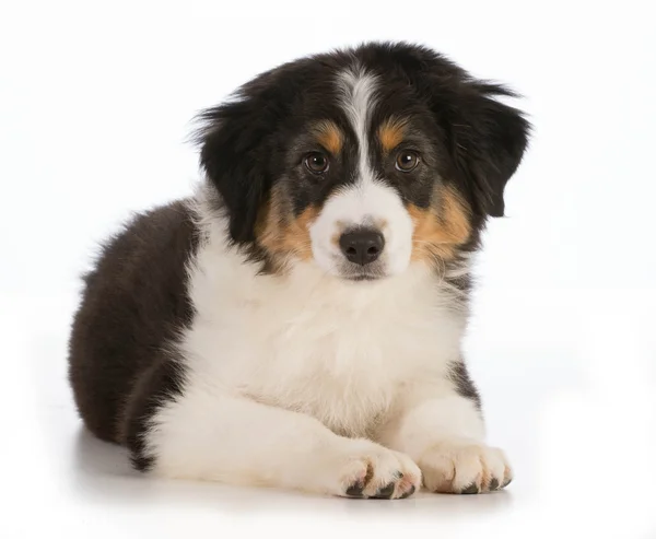 Cachorrinho bonito — Fotografia de Stock