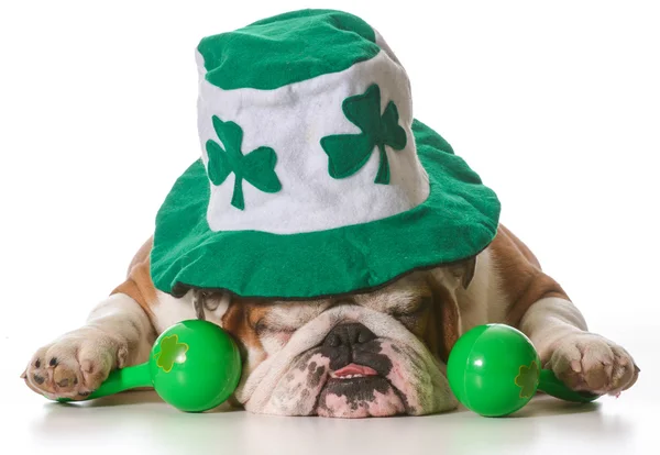 St Patricks Day dog — Stock Photo, Image