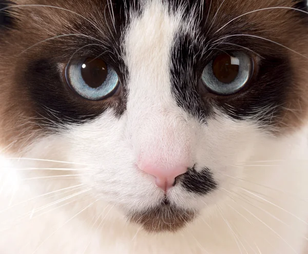 Portret pisica — Fotografie, imagine de stoc